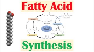 Fatty Acid Synthesis Pathway Overview Enzymes and Regulation [upl. by Guinn106]