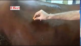 Paravertebral nerve block in cattle [upl. by Alviani]