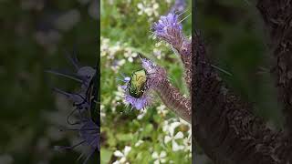 Golden Cetonia  Cétoine Dorée nature insect phacelia spring flower gardening  france [upl. by Merrill419]