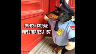 Officer Crusoe Dachshund on Duty Investigates 187 [upl. by Sholley]