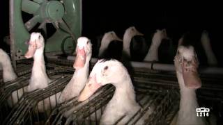 Le modèle alimentaire français  lélevage des canards pour le foie gras [upl. by Trinl]