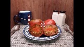 Dwarf Vinces Haze Tomato Seeds Available At Bounty Hunter Seeds [upl. by Avek496]