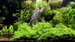 Star Grass Aquarium Plant [upl. by Glynn722]