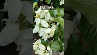 mussaenda floweringplant gardening shortvideo [upl. by Lambrecht]