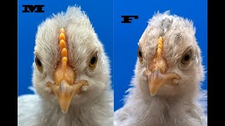 Opal Legbar Chicks Male or Female Side by Side Comparison at BucABuc Farm [upl. by Goeselt]