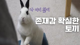 존재감 확실한 우리집 토끼🐰❤️ [upl. by Ulrikaumeko172]