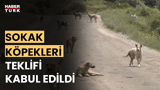 Sokak hayvanları düzenlemesi nasıl olacak Aykut Türel anlattı [upl. by Aldon]