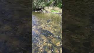 Salmon Return 20 Mile Creek Jordon Ontario [upl. by Florin]