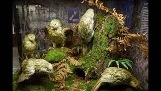 KAKAPO  Rare Flightless Parrots Spectacular Comeback I [upl. by Lyda]