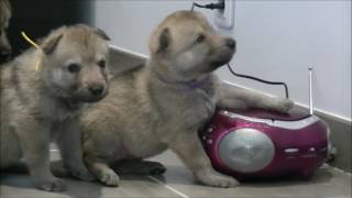 Chiots chiensloups tchécoslovaques âgés de 25 jours Portée Heaven amp Ioric 27 01 17 [upl. by Ggerg219]