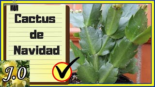 🌟 Cuidados del Cactus de NAVIDAD 🌵 Schlumbergera truncata un cactus ATÍPICO [upl. by Eanahs721]