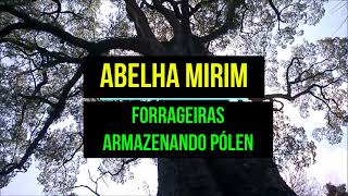 Abelha Mirim ARMAZENANDO PÓLEN [upl. by Gurias]