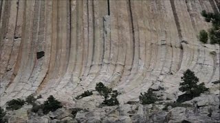 Skamienieliny Prehistorycznch Drzew  Gigantyczne Drzewa rosly na Ziemi [upl. by Woehick]