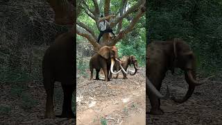 Elephant catching 🐘🐘🐘shortsvideo viralreels shortsreels trending viralvideo trendingshorts [upl. by Chung]