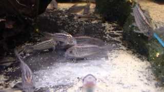 Corydoras elegans wild bij Aquarium Speciaalzaak Utaka [upl. by Mcdade81]