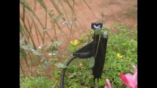 A small Microjet Irrigation in the garden using Bowsmith Fanjets [upl. by Nomma]