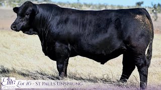 Lot 46 St Pauls Unsprung PP [upl. by Atiuqer]