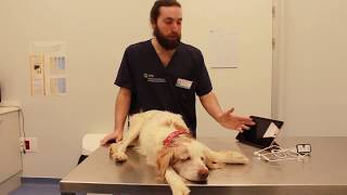 Review usos del Otoscopio veterinario eKuore [upl. by Lindly775]