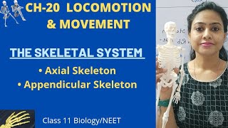 Ch20 Locomotion amp Movement  Skeletal system  Axial amp Appendicular SkeletonClass 11 BiologyNEET [upl. by Winer]