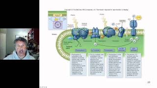 Cinelecture 51  Photosynthesis Light Dependent Reactions and Photophosphorylation [upl. by Anih]