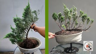 Membuat Bonsai Cemara Sinensis Blue bergaya Ikadabuki  Raft pohon tumbang [upl. by Olzsal516]