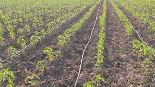 spraying chemical 5531 chilli variety crop adama pythora amp Bayer confidorbeautifull location [upl. by Kirwin]