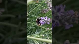 Laissez moi butiner tranquille😋 shortsvideo abeilles bourdon insectes [upl. by Poore426]