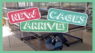 New Cages Arrive  KW Bunny Villas [upl. by Wootan]