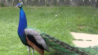 4K Video of Magnificent Peacock Preening and Displaying [upl. by Meredith]