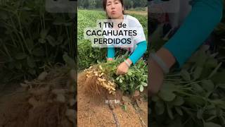 1 TONELADA de CACAHUATES Sin Vender gardening agricultura agriculture farming agro [upl. by Botzow902]