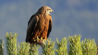 Black Kite Calling [upl. by Janette]