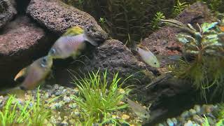 Nieuwe video apistogramma eremnopyge 👌 [upl. by Yenahpets300]