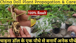 How To Propagate China Doll Plant🔥China Doll Plant Care🌿radermachera👏🏻 [upl. by Pisano958]