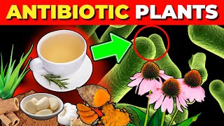 12 Medicinal Plants with Natural Antibiotic Effects Backed by Science [upl. by Carmelle]