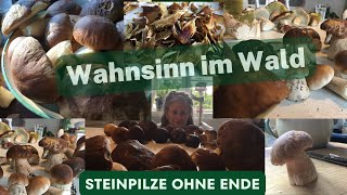 Wahnsinn im Wald Steinpilze ohne Ende schon im Juli  Sammeln kochen konservieren [upl. by Haisa73]