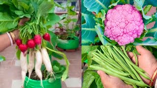 Best Vegetable Seeds To Grow In January Month  January Veggies [upl. by Irrep618]