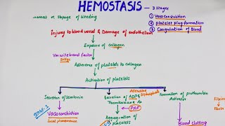 Hemostasis  Easy Flowchart  Physiology [upl. by Nellie]