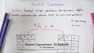 Kalıtım 10 Sınıf  Kontrol Çaprazlaması ve Eş Baskınlık [upl. by Warford909]