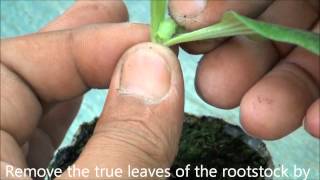 How to graft cucurbits [upl. by Vogele]