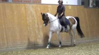 Skewbald pony mare  2005 for sale [upl. by Rennob]