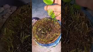 Coin Plant Protisthapon O Cutting shorts shortsfeed shortvideo youtubeshorts graden ytshorts [upl. by Notniuqal]