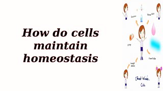 How do cells maintain homeostasis [upl. by Gauthier]