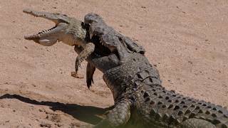 Why Saltwater Crocodiles Eat Their Own Kind [upl. by Sheepshanks]