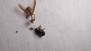 Brown Wasp Mantidfly eating a Green Jewel Fly [upl. by Trotta267]