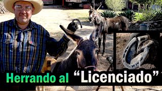 Tambien a los Burritos los Herramos  Herrando a un Burro en el Ranchito de los Rios [upl. by Tran]