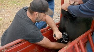 How we band larger bulls on the RanchBloodless Calicrate bander technique [upl. by Lajet]