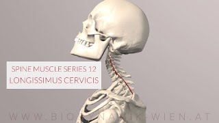 Spine Series 12 Neck Muscles Longissimus Cervicis 3D Animation [upl. by Jacintha]