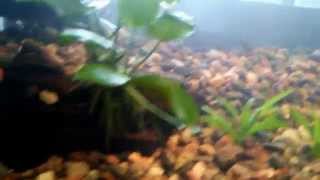 planted 55g aquarium first updatelike amp Subscribe [upl. by Krefetz]