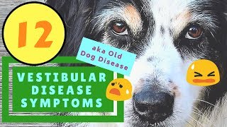 12 Vestibular Disease Symptoms Old Dog Disease [upl. by Edholm]