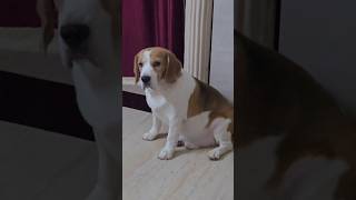 Buddy the teddy bear 🧸 🐻 beagle dog funny pets cute puppy reels viralvideo [upl. by Rutra]